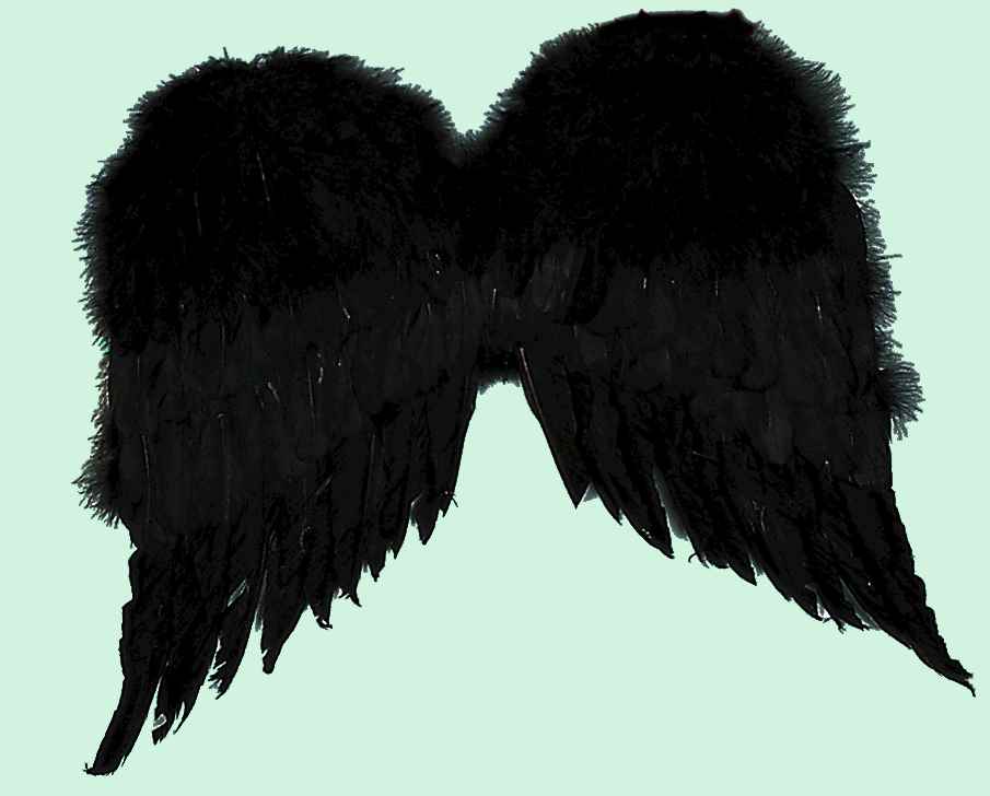 Angel Wings, Black Feather